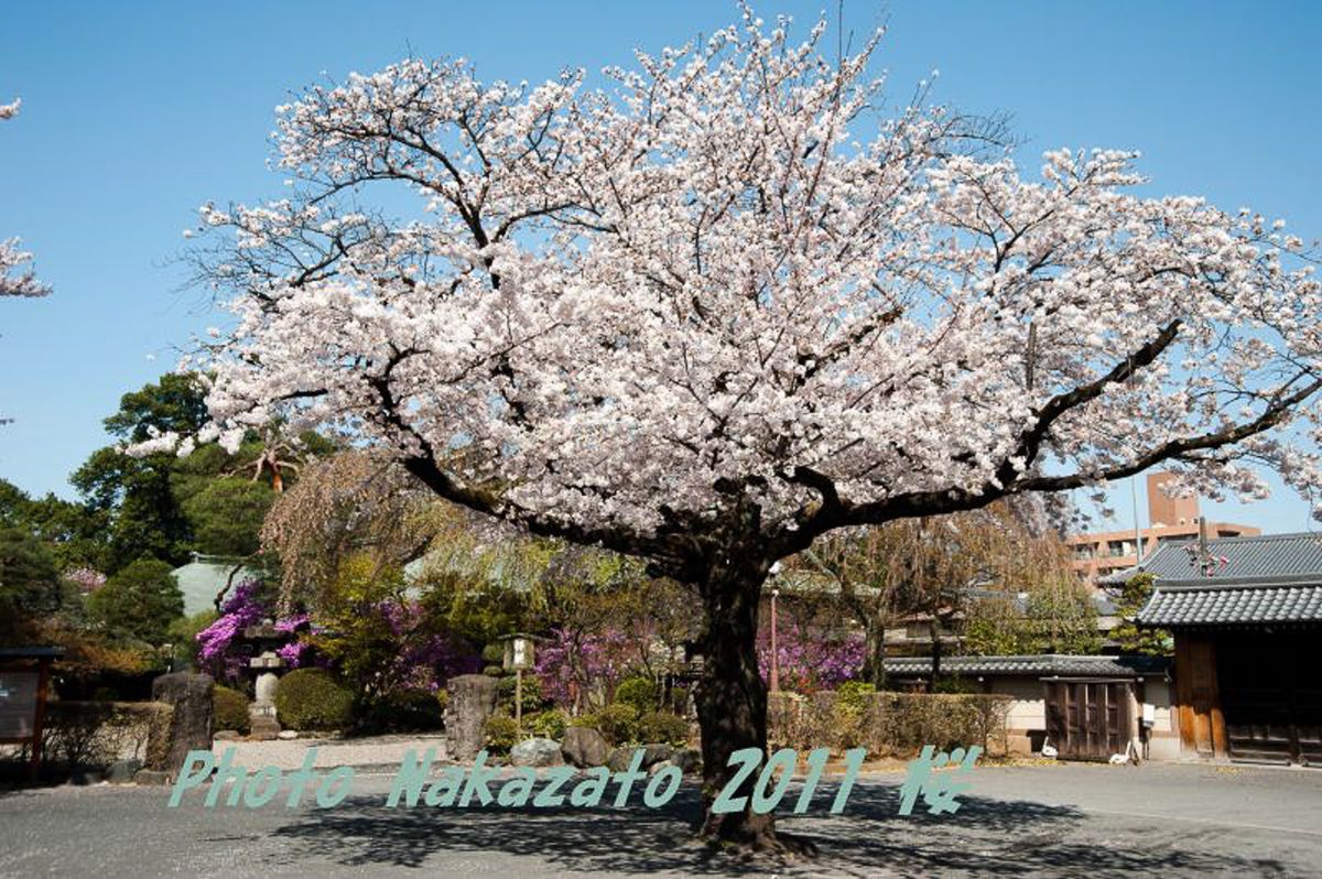 喜多院の桜